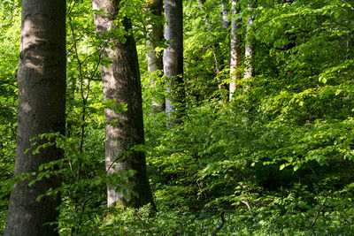 Trees growing in forest