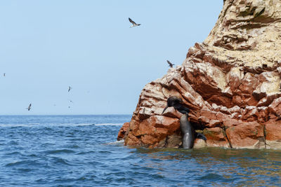 Seal on rock formation by sea against sky