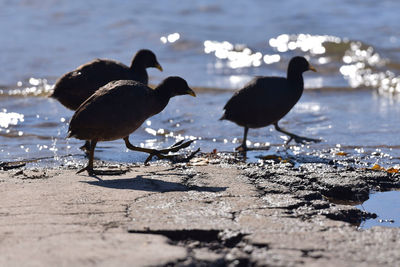 Birds on beach