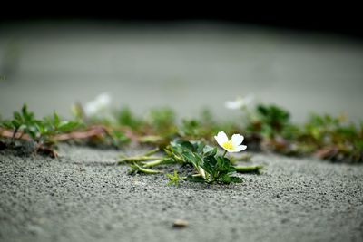 Close-up of flowers growing on road