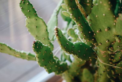 Close-up of prickly pear cactus