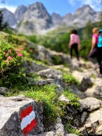 Plants growing on rocks against mountains