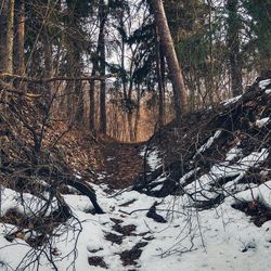 Close-up of tree in forest during winter