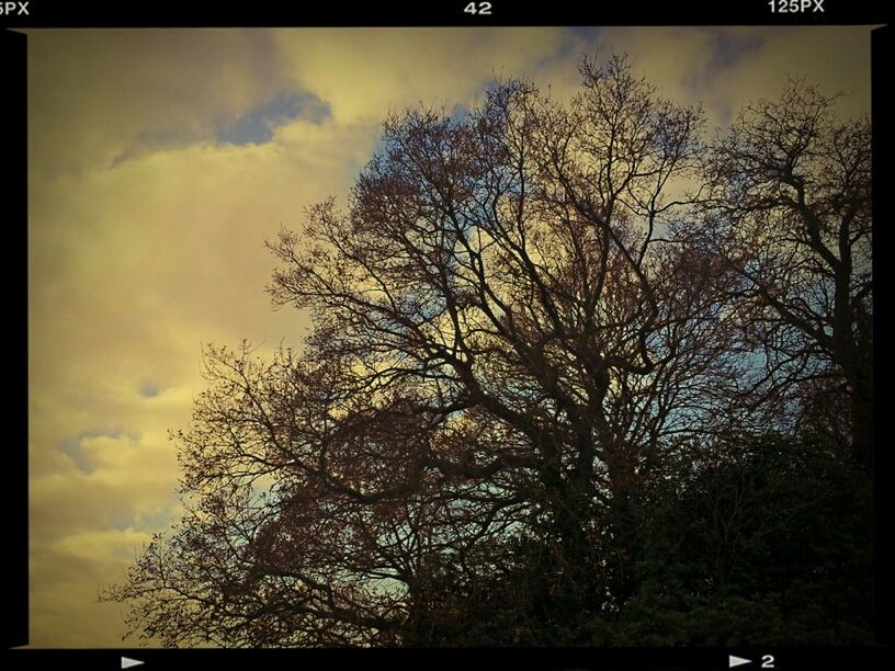 transfer print, auto post production filter, tree, sky, low angle view, bare tree, branch, silhouette, cloud - sky, tranquility, nature, beauty in nature, cloud, scenics, tranquil scene, growth, cloudy, outdoors, no people, sunset