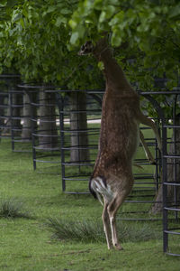Horse standing on field