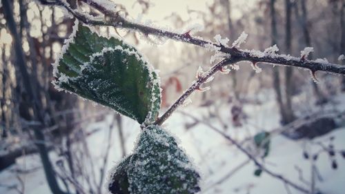 Close-up of frozen plant on tree during winter