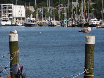 Sailboats moored in harbor