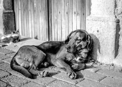 Portrait of dog relaxing outdoors