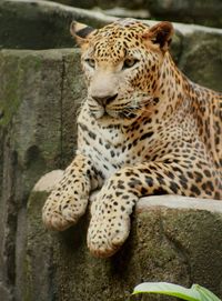 Tiger sitting outdoors