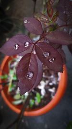 Close-up of raindrops on flower pot