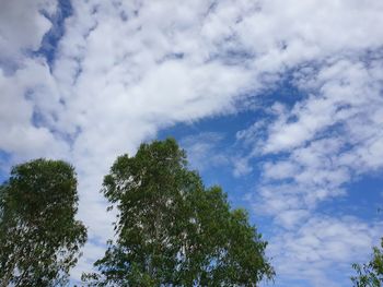 Low angle view of trees against cloudy sky