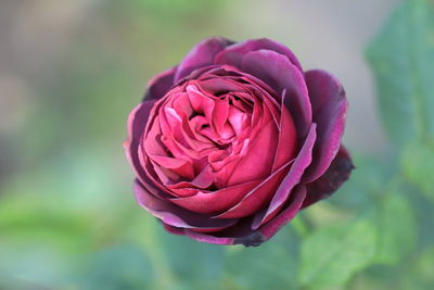 Close-up of pink rose