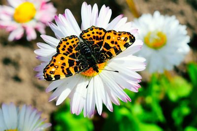 Close-up of butterfly pollinating on yellow flower