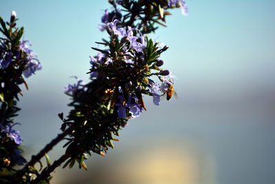 Low angle view of flowers against clear sky