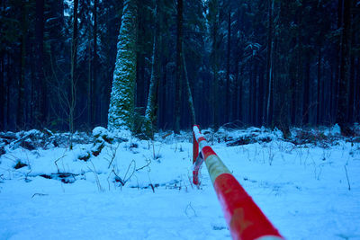 Snow covered trees in forest during winter