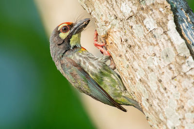 Close-up of butterfly perching on tree trunk