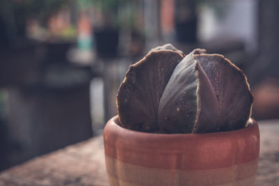 Close-up of plant in container on table