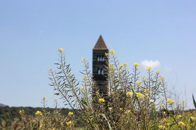 Low angle view of plants growing on field against sky