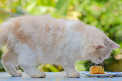 Close-up of cat eating food