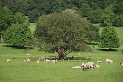 View of sheep grazing on field in peak district 