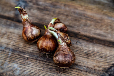 Crocus and daffodil bulbs ready for autumn planting