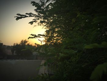 Trees against sky during sunset