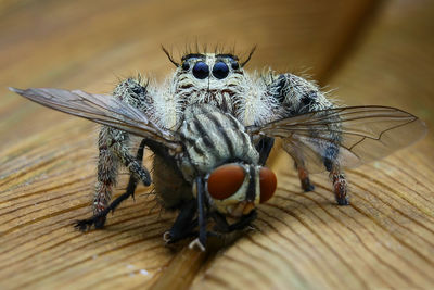 Close-up of spider on wood