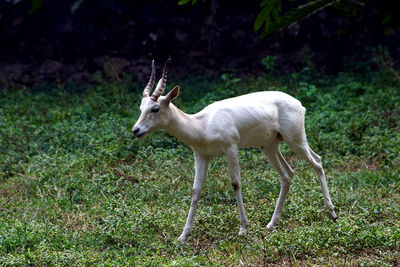 Deer standing in a field