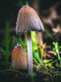 Close-up of mushroom growing on field