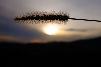 Close-up of silhouette grass against sky during sunset