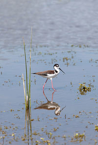 Side view of bird foraging in lake