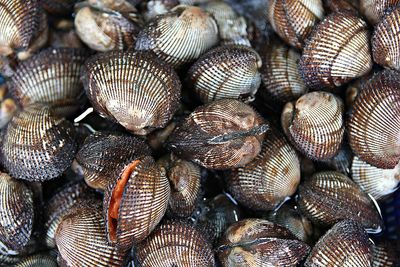 Full frame shot of shells