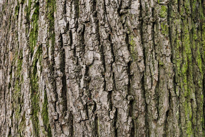 Full frame shot of tree trunk