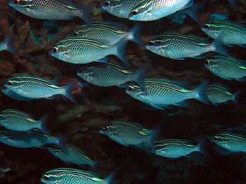 Fish swimming in sea