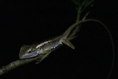 Close-up of lizard on black background