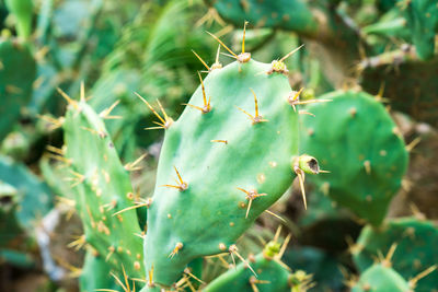 Close-up of prickly pear cactus