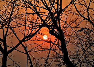 Low angle view of silhouette bare tree against sky at sunset