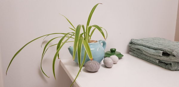 Close-up of plants on table against white background