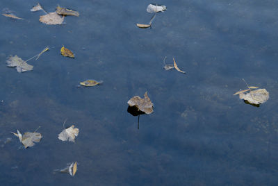 Reflections of the floating leaves