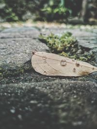 Close-up of dry leaves on wood