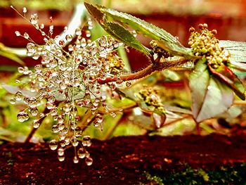 Close-up of red flowering plant