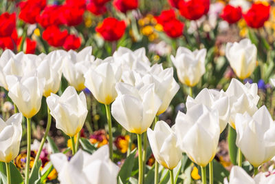 Close-up of white tulips in field