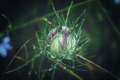Close-up of insect on plant