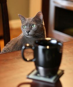 Close-up portrait of cat sitting on table at home