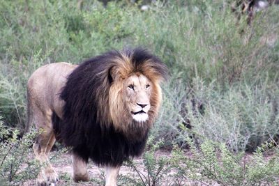 Lion grazing on field