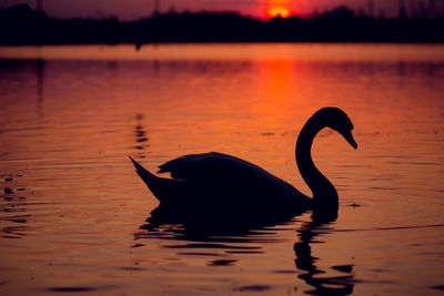 Black swan swimming in lake during sunset