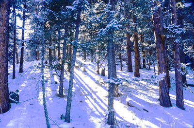 Snow covered trees in forest