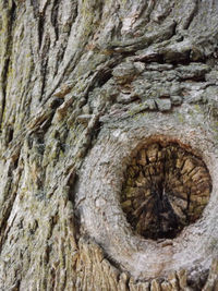 Close-up of tree trunk