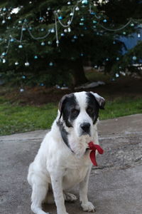 Portrait of a dog next to tree