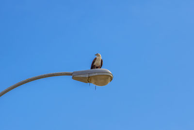 Low angle view of bird perching on cable against clear blue sky